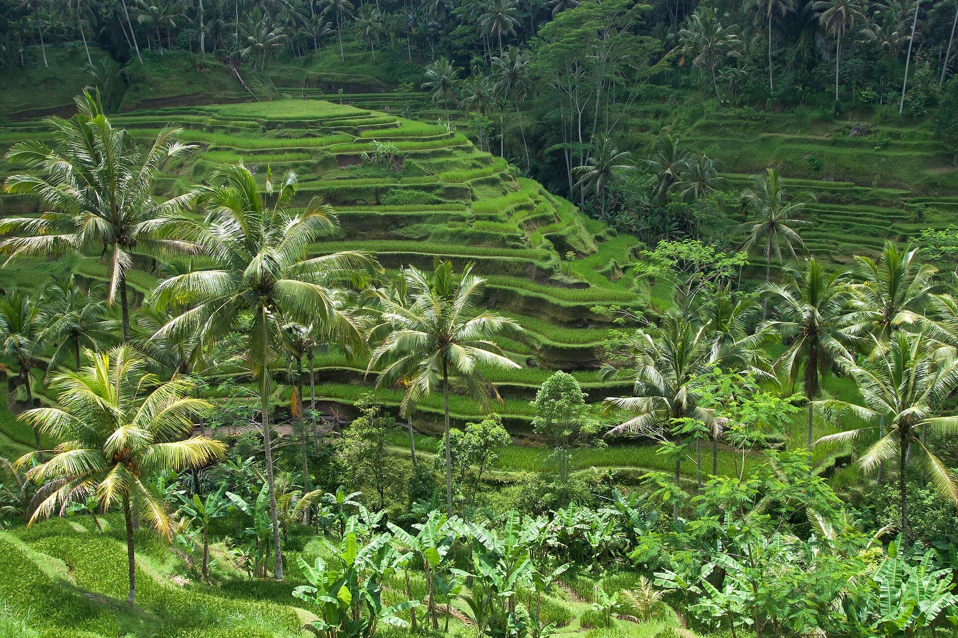 Rice terraces in the Ubud highlands of Bali