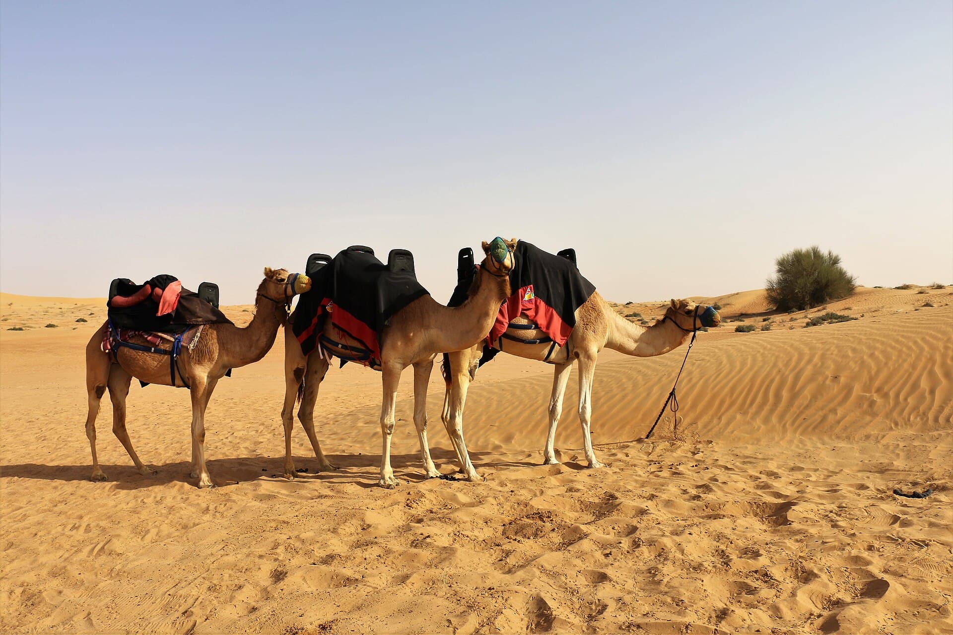 A traveller riding a camel across the dunes on a Dubai desert safari