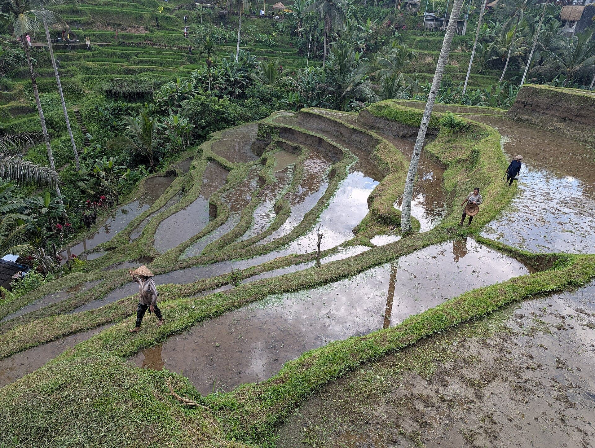 The stepped green rice terraces of Tegalalang, Bali