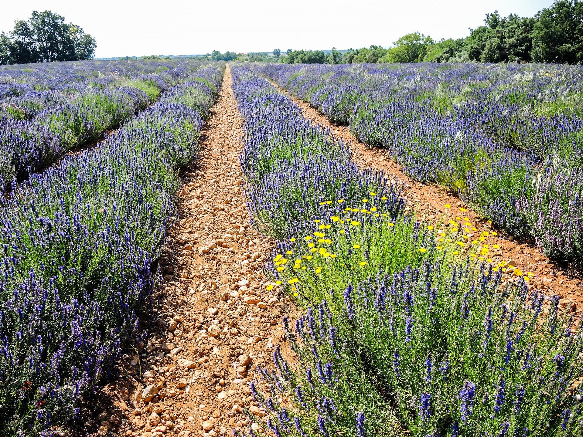 Rows of lavender in bloom at Valensole, Provence, France